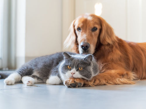 Protecting animal immunity is key amidst the rising healthcare costs of pets