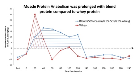 Figure 1: Muscle protein anabolism was prolonged with a protein blend compared with whey protein alone