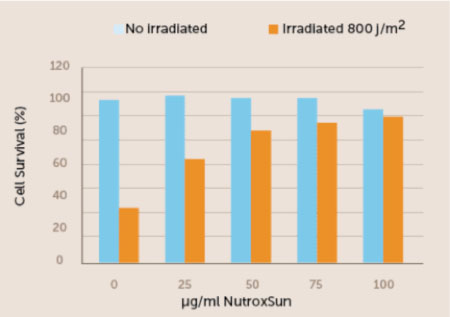 Figure 2. In this in vitro study, NutroxSun boosted the survival rate of human skin cells exposed to UV radiation. In tests, the highest dose  of NutroxSun resulted in the survival of about 90% of cells, compared  with just 30% of cells without NutroxSun protection.