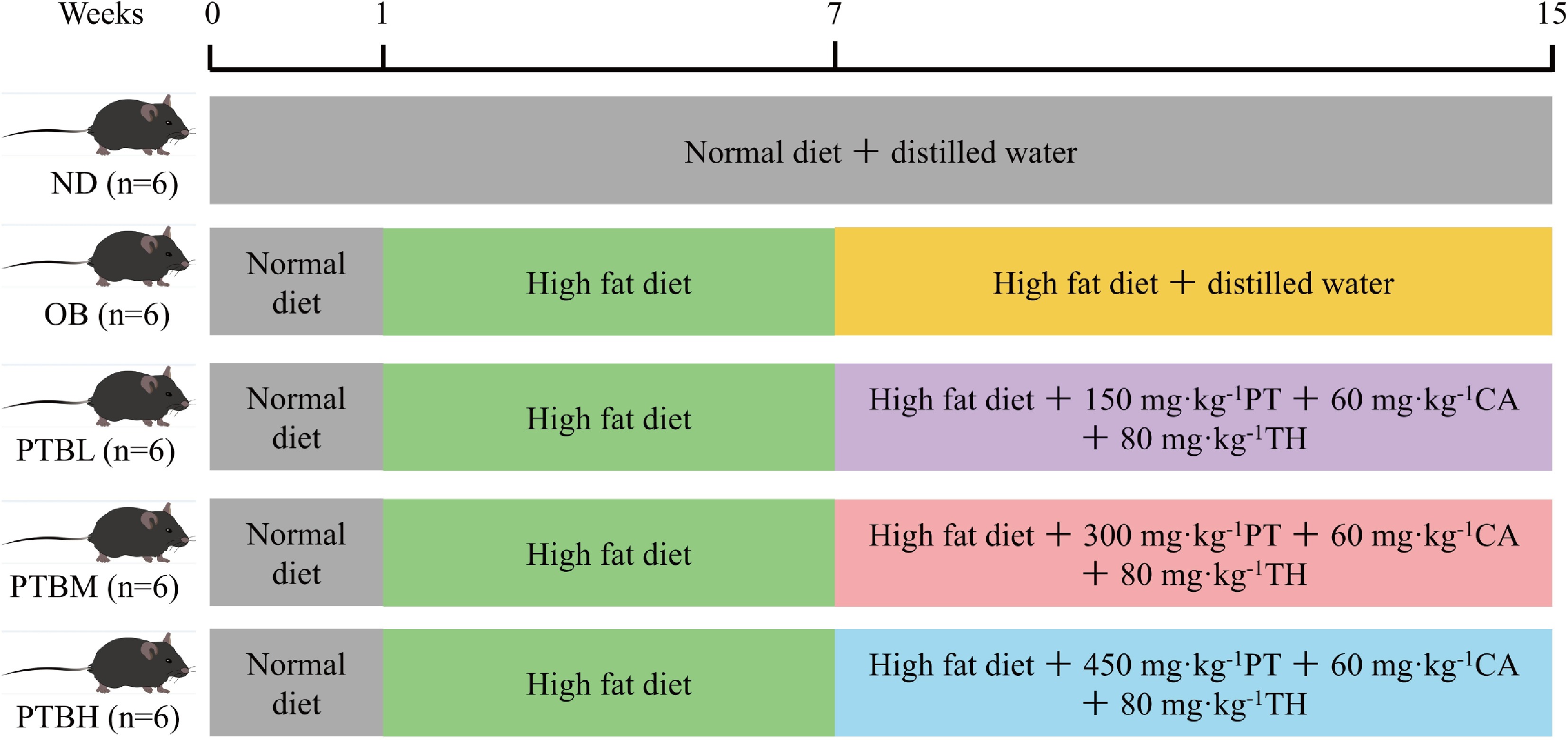 Figure 1: Mouse experimental grouping diagram. ND group, normal diet group; OB group, obesity model group; PTBL group, low-dose Pu-erh tea solid beverage intervention group; PTBM group, middle dose of Pu-erh tea solid beverage intervention group; PTBH group, high-dose Pu-erh tea solid beverage intervention group; PT, Pu-erh tea extract; CA, green tea catechin; TH, theanine; n = 6.