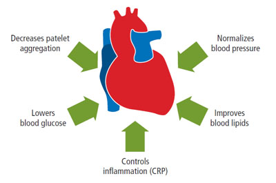 Figure 1: Pycnogenol improves major risk factors for cardiovascular health