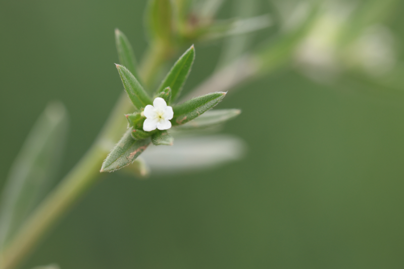 Research supports plant-based Ahiflower oil as sustainable marine omega-3 alternative