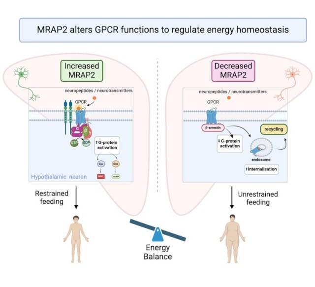 Researchers identify key brain mechanism that regulates appetite and weight