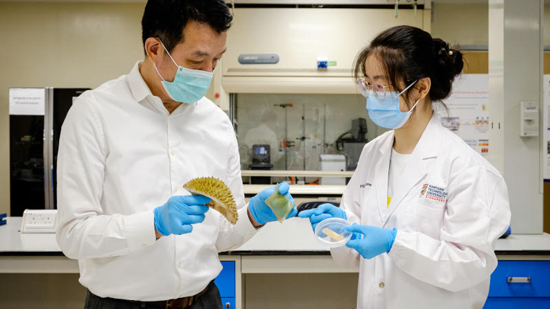 Singapore scientists develop antibacterial bandage from durian husk