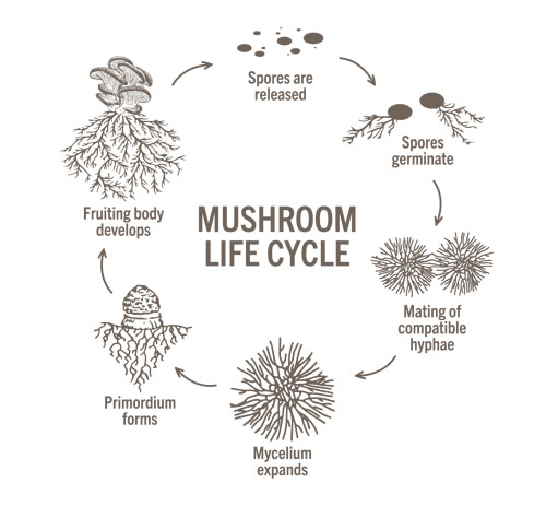Sourcing quality functional mushroom ingredients (part I)