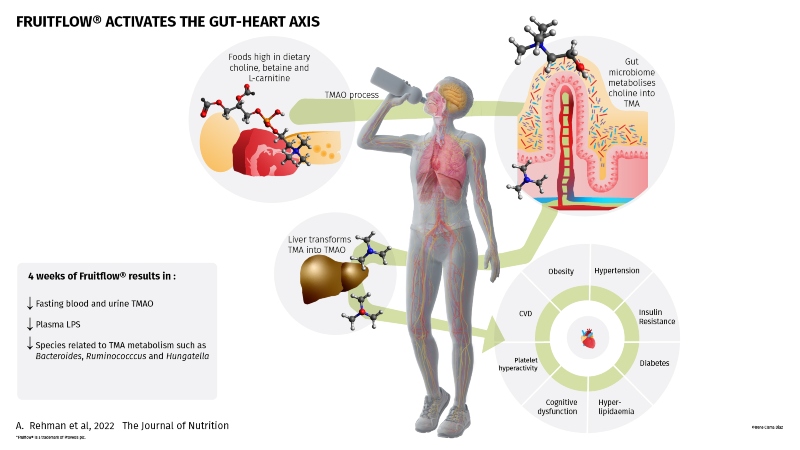Study reveals effects on gut-heart axis from polyphenol-rich extracts