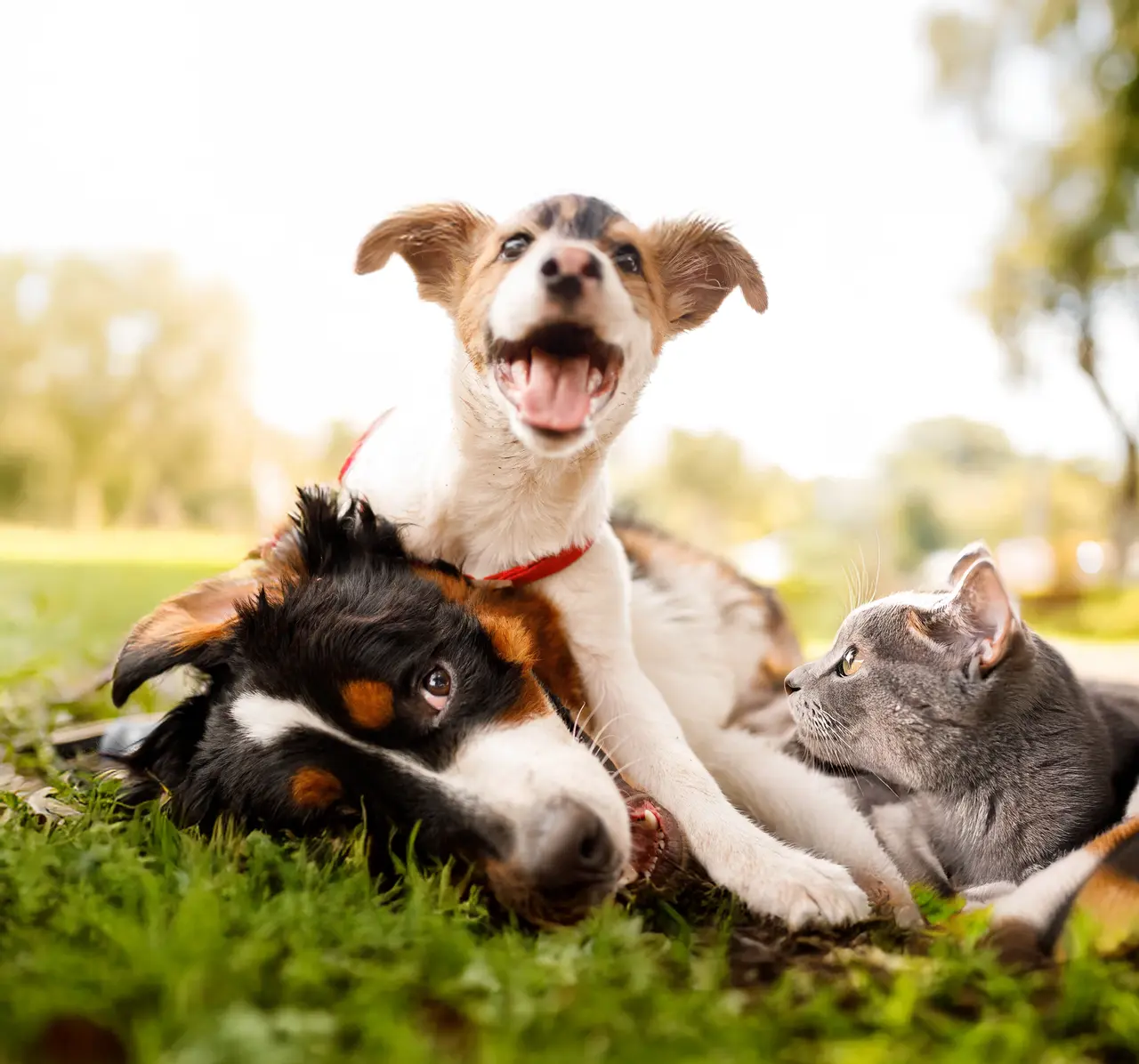 Symrise and Probi unveil science-backed wellness innovations at Vitafoods Europe 2026