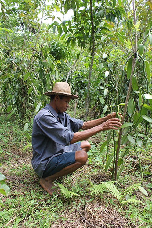 Symrise brings customers and consumers closest to the source of vanilla from Madagascar