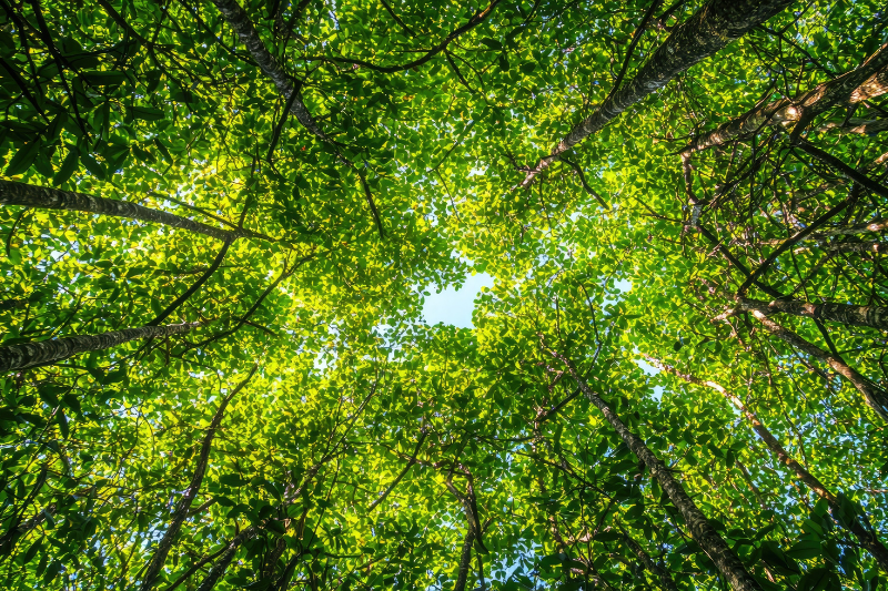 Symrise joins new carbon credit initiative to protect rainforests