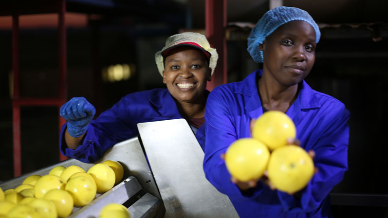 Symrise promotes sustainable cultivation of white grapefruit in KwaZulu-Natal
