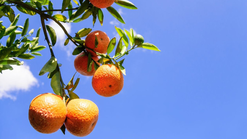 Synergy Flavours adds to Italian extracts to citrus portfolio