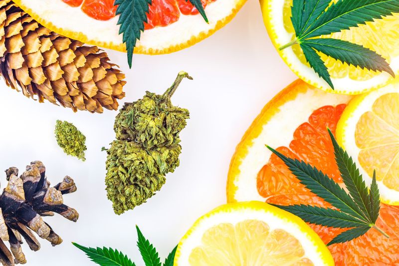 Terpenes: why cannabis aroma compounds matter for safety