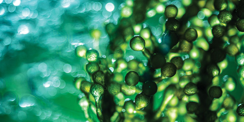 The next big expression chassis: microalgae and the future of biomanufacturing (part I) 