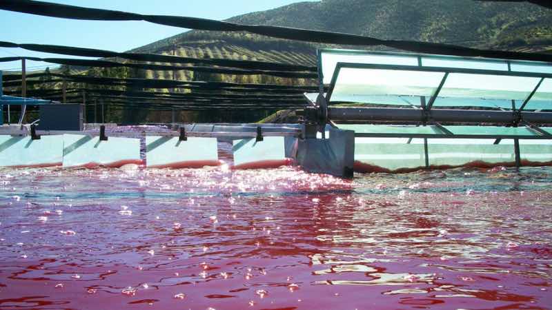The production facility of Valensa’s Haematococcus microalgae is located in Chile's Elqui Valley