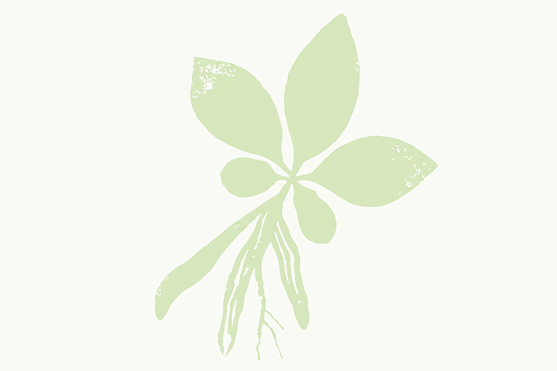 Ashwagandha root and leaf: The scientific questions the industry is still asking