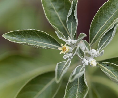 Ashwagandha Standards Alliance expands global membership as Kerry Group joins coalition