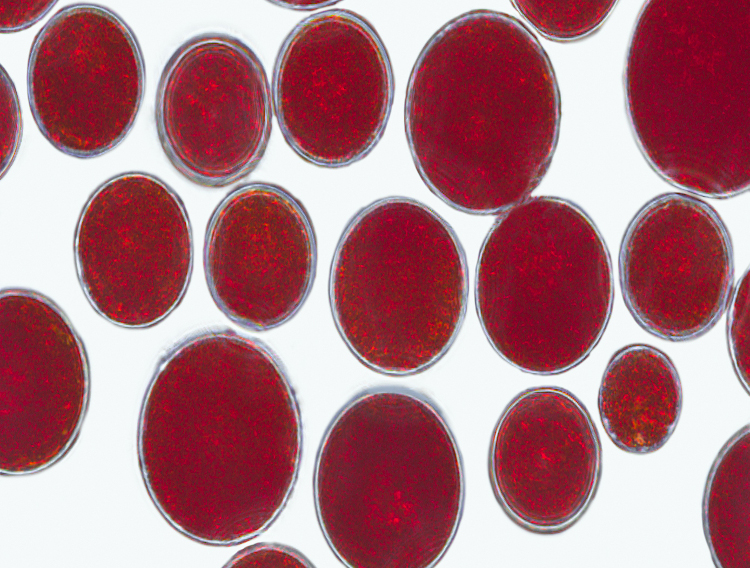 AstaReal launches ingredient for animal health