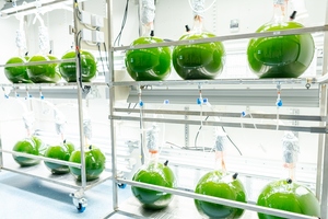 AstaReal partners with i-ingredients to ease astaxanthin demands