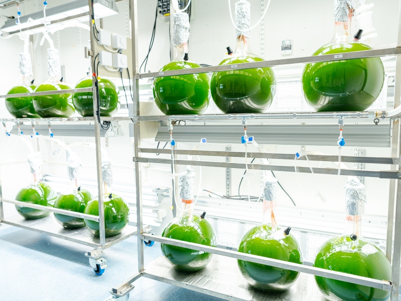 AstaReal partners with i-ingredients to ease astaxanthin demands