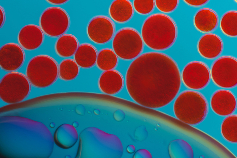 AstaReal's algae and omega-3 formulation gains traction at Vitafoods 2024