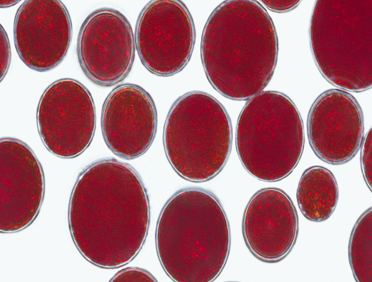 AstaReal to demonstrate chewable soft gel capsule at Fi Europe