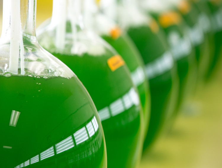 AstaReal to present astaxanthin ingredients at Vitafoods