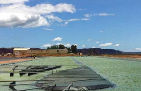 Aurora Algae evaluates Australia for microalgae production