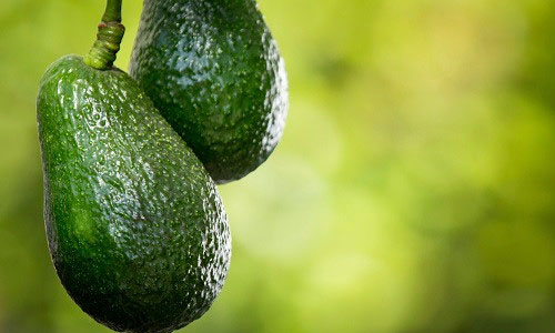 Avocados improve cognition
