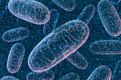 Bacterial and fungal interplay in Crohn’s disease