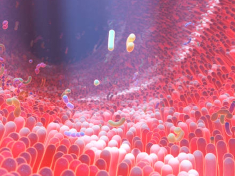 Bactolife raises over $32.9m for gut microbiome strengthening products