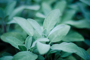 Barrington Nutritionals introduces Sibelius: Sage to US marketplace