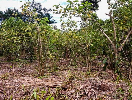 Barry Callebaut and Prova give aid after Enawo