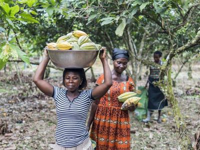 Barry Callebaut reports progress of Cocoa and Forest Initiative