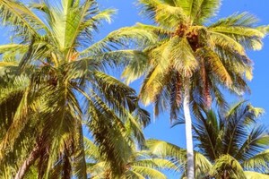 BASF and Cargill help improve sustainability of coconut oil supply