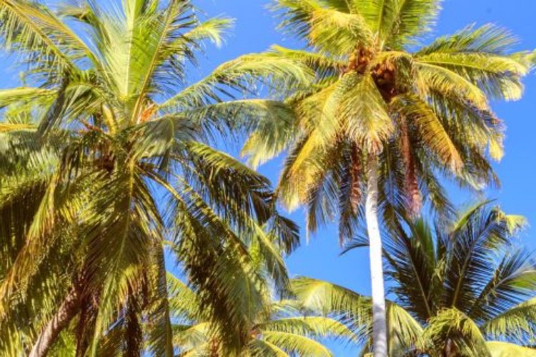 BASF and Cargill help improve sustainability of coconut oil supply