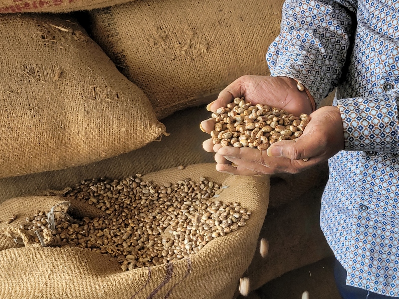 BASF SE reveal results from sustainable castor bean project