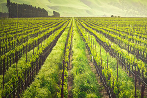 BASF shares update on sustainable castor crop programme
