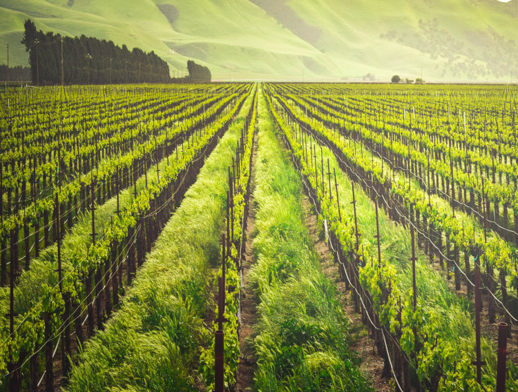 BASF shares update on sustainable castor crop programme