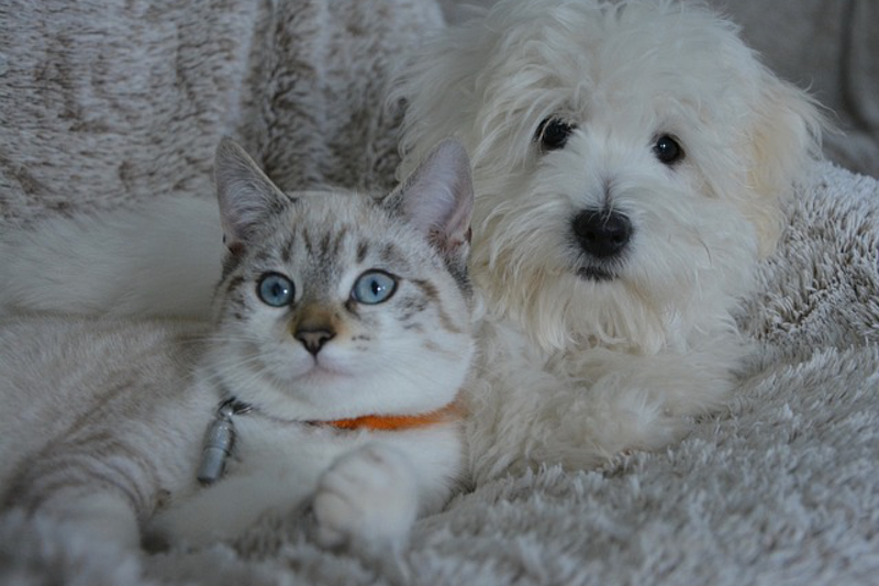 Beneo debuts low GI syrup for healthier pet food formulations