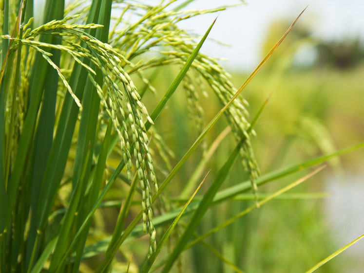 BENEO expands portfolio with new organic ingredients