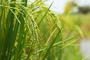 BENEO invests €50 million in increasing capacity at Wijgmaal rice starch plant
