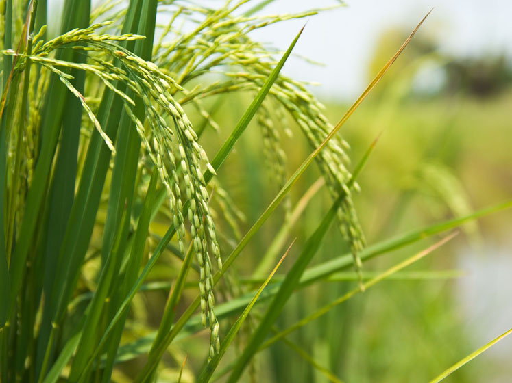 BENEO invests €50 million in increasing capacity at Wijgmaal rice starch plant