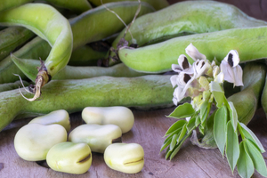 Beneo invests €50m at faba bean processing plant 