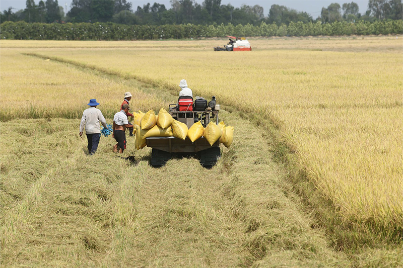 BENEO joins forces in ambitious sustainable rice farming project in Vietnam