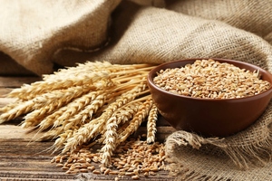 BENEO presents new toolbox of non-GMO vegetal proteins for pet food