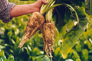 BENEO secures first-ever Thai FDA approval for exclusive prebiotic claim