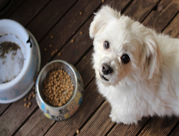 Beneo survey reveals pet owners’ nutrition priorities