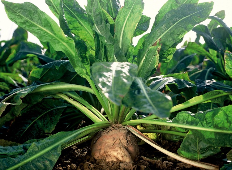 Beneo unveils inulin from chicory root