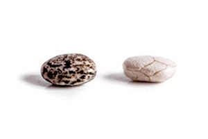 Benexia offers technologically advanced chia oil
