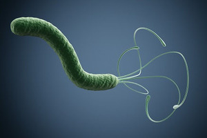 Berberine enhances antibiotic treatment of Helicobacter pylori